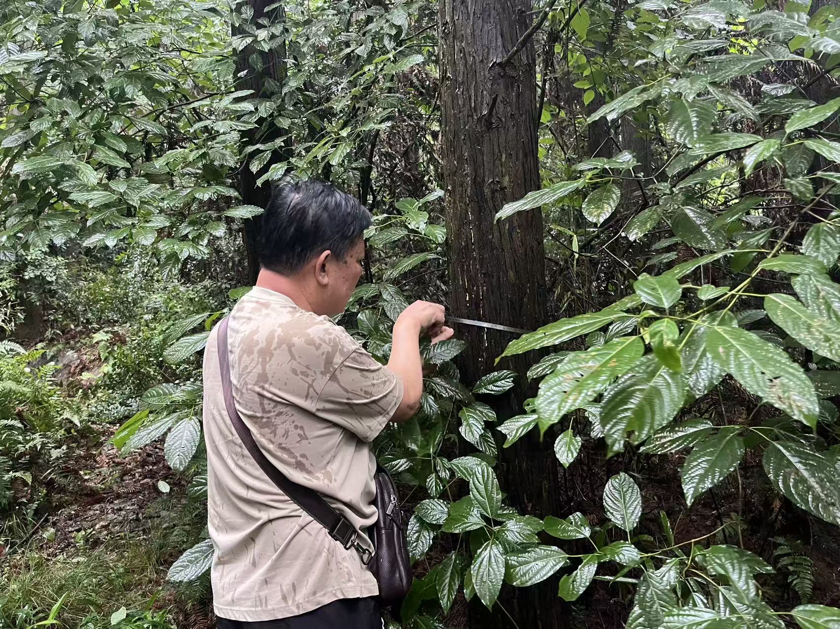 阜阳林业评估